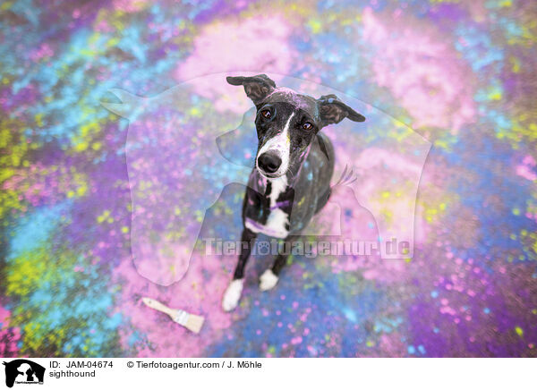 sighthound / JAM-04674