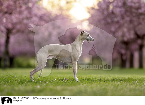 Whippet / Whippet / AH-07563