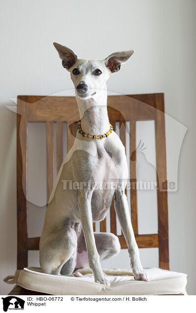 Whippet / Whippet / HBO-06772