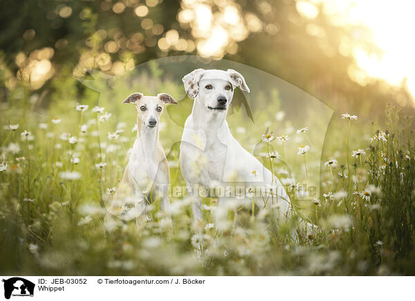 Whippet / Whippet / JEB-03052