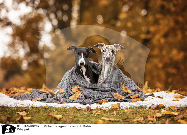 Whippet / JAM-06287