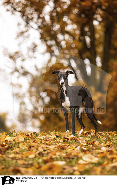 Whippet / Whippet / JAM-06293