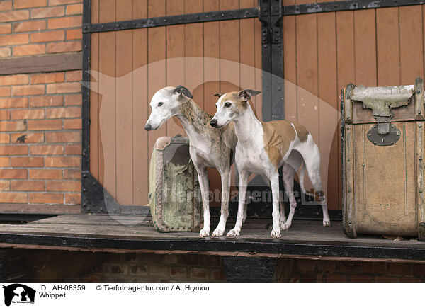 Whippet / Whippet / AH-08359