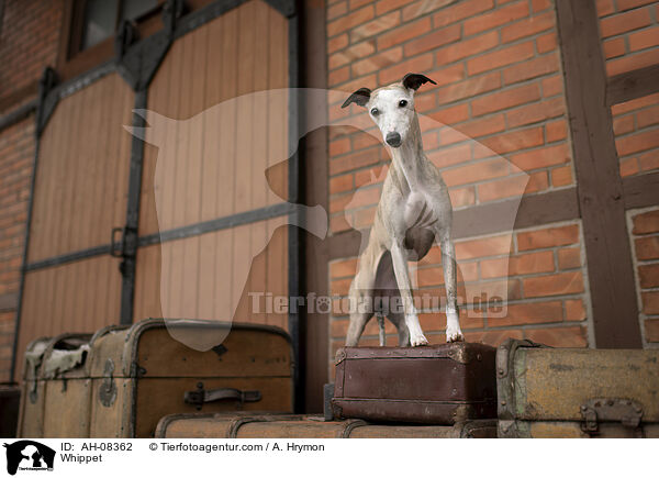 Whippet / Whippet / AH-08362