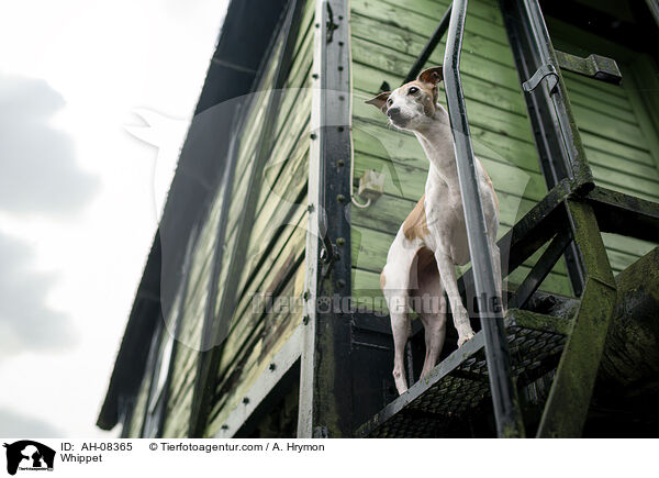 Whippet / Whippet / AH-08365