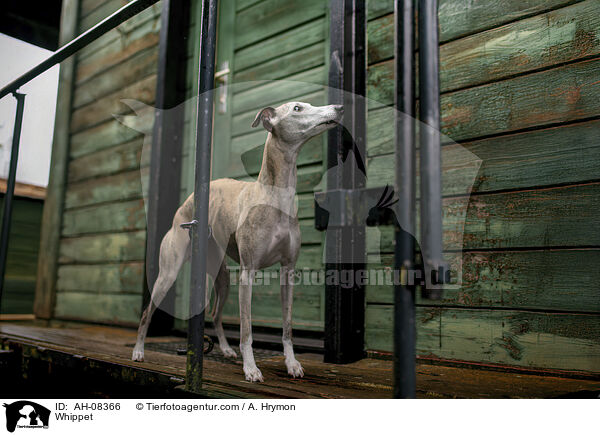 Whippet / Whippet / AH-08366