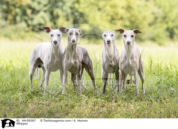 Whippet / AH-08367