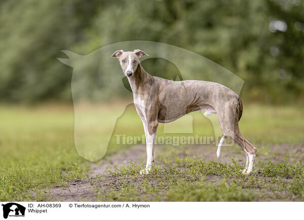 Whippet / Whippet / AH-08369