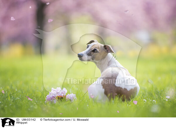 Whippet / Whippet / UM-03142