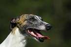 Whippet