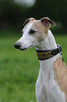 Whippet Portrait