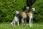 Whippets