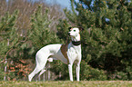 standing Whippet