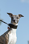 Whippet Portrait