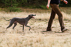 walking sighthound