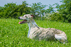 lying Whippet