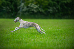 running Whippet