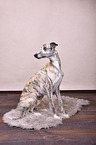 sitting Whippet