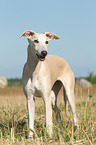 standing Whippet