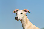 Whippet Portrait