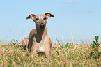 lying Whippet