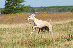 playing Whippet