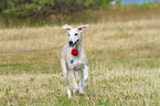 playing Whippet