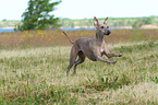 running Whippet