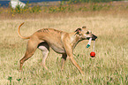 playing Whippet