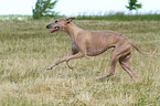 running Whippet