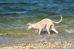 bathing Whippet