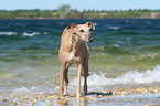 Whippet at the water