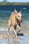 running Whippet