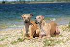 2 Whippets