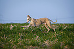 running Whippet