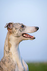 Whippet Portrait