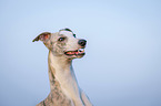 Whippet Portrait