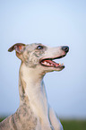 Whippet Portrait