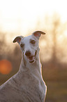 Whippet Portrait