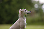 Whippet Portrait