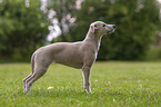 standing Whippet