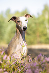 Whippet Portrait