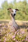 Whippet Portrait