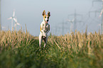 running Whippet