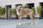 standing Whippet