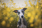 female Whippet