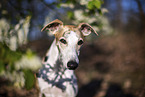 one year old Whippet