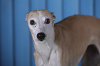 sighthound