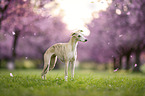 Whippet