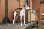 Whippet